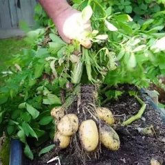 Potted Vegetables In Pots For Potato Planting