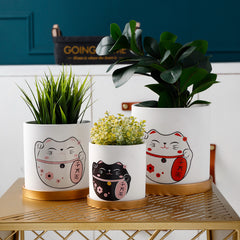 Succulent green plant pots