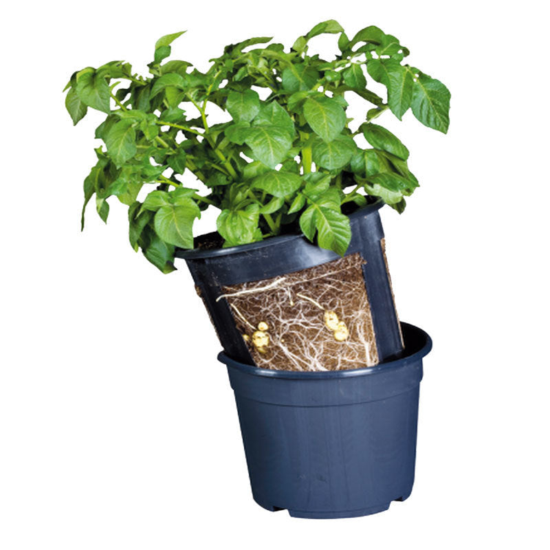 Potted Vegetables In Pots For Potato Planting