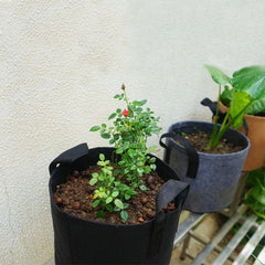 Nutrient plant bag in nursery box