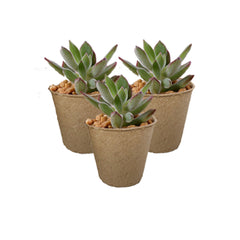 Practical Recyclable Paper Nursery Cup Straight Pulp Molded Planter